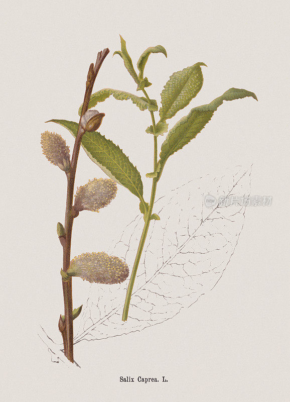 山羊柳(Salix caprea)，石印，1884年出版